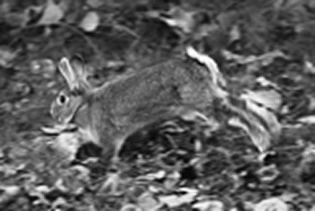 A Wild Rabbit Leaping