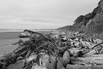 A Shelter Made of Driftwood on the Beach