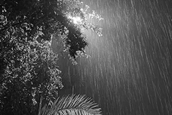 coastal rain landing on pine branches at night