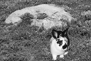 A Black and White Rabbit Sitting in an Island Meadow