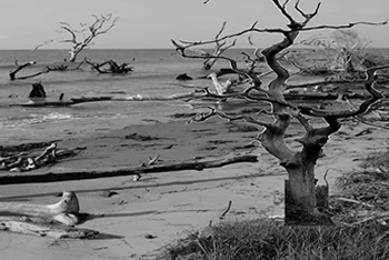 An Old, Dead Tree on the Coast