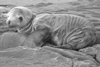 A Baby Sea Lion Puppy Suffering from Malnutrition