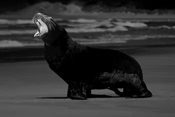 An Angry Sea Lion On Beach