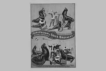 Movie Poster Featuring Sea Lions