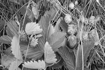Wild Strawberries Growing in a Field