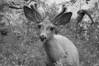 A Young Mule Deer