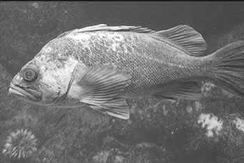 An Image of a Rockfish Swimming