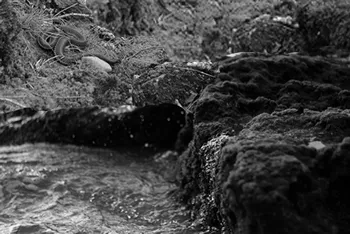 Moss Covered Rocks on the Shoreline