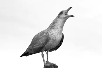 An Image of a Crying Seagull