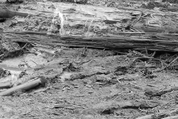 Covering the Ground with Red-Orange Red Ochre a Clay and Iron Oxide Mixture