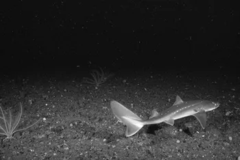 A Dogfish Shark Swimming in Water