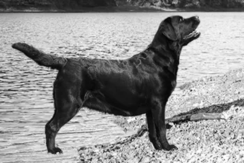 A Black Labrador Exiting a Large Pond