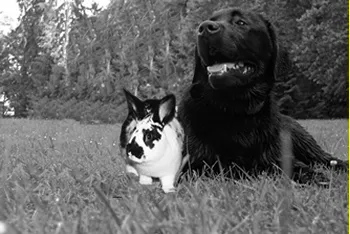 A Black Labrador Laying Next to a Rabbit