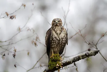 A Red-Tailed Hawk on a Mossy Limb