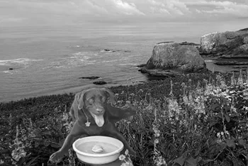 A dog water bowl